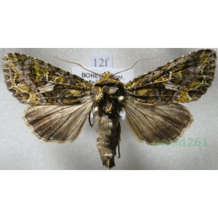 Trachea atriplicis (Linnaeus, 1758) male Agatówka łobodnica Czech14f